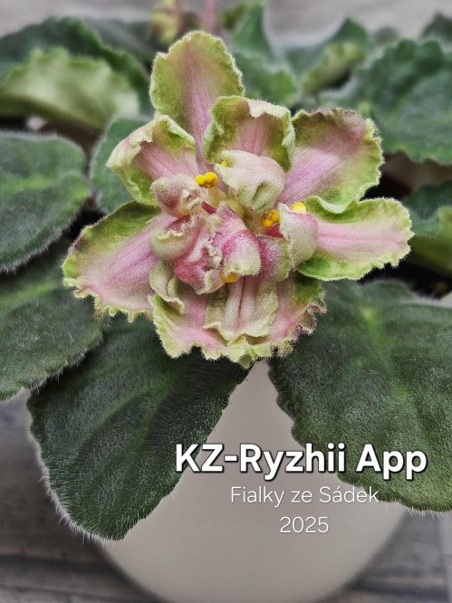 KZ-Ryzhii App